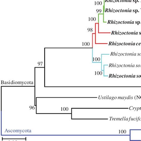 Phylogenetic Relationship Between Rhizoctonia With Other Selected