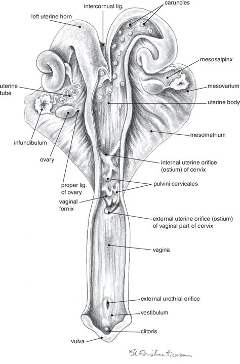 [PDF] Anatomy of the Reproductive System | Semantic Scholar