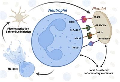 Frontiers Platelet Neutrophil Interaction In COVID 19 And Vaccine