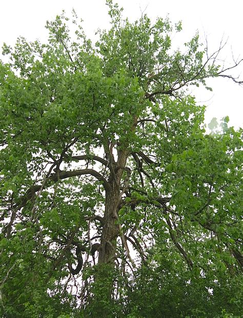Rock elm (Ulmus Thomasii) at Reveller Conservation Area | Trees Canadensis