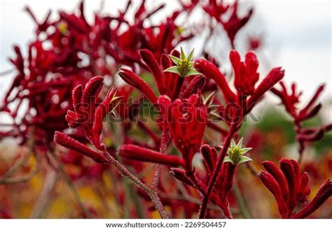 Anigozanthos Flavidus Red Produces Masses Distinctive Stock Photo