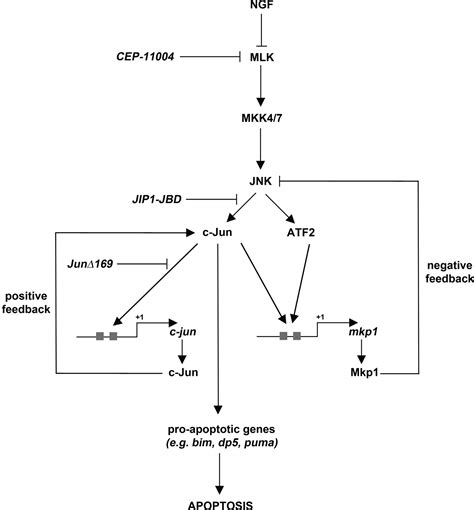 Mkp Is A C Jun Target Gene That Antagonizes Jnk Dependent Apoptosis In