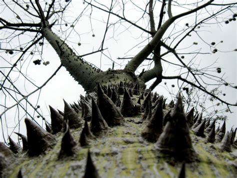 Thorny Tree By Tanuki Aisoku On Deviantart