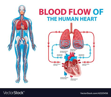 Diagram Showing Blood Flow In Human Heart Vector Image