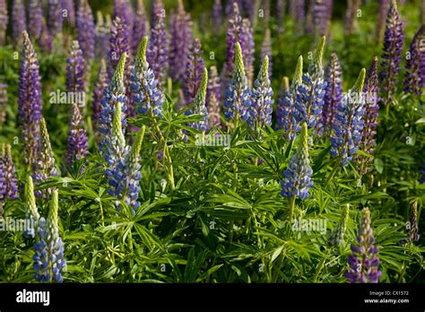 Planta De Lupino Morado Fotografías E Imágenes De Alta Resolución Alamy