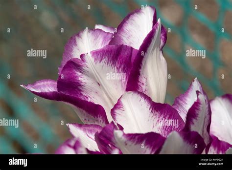 Tulip affaire hi-res stock photography and images - Alamy