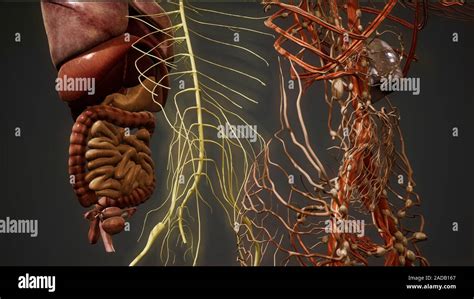 Anatomie Humaine D Banque D Image Et Photos Page Alamy