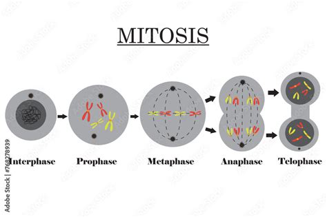 Mitosis. Cells with Chromosomes. Stages of Cell Division diagram ...