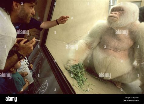 People watch an albino gorilla in Barcelona Zoo Stock Photo - Alamy