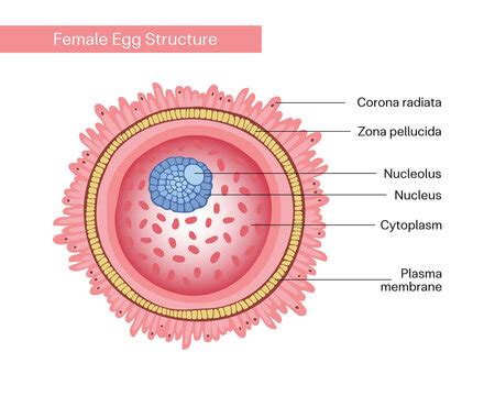 Zona Pellucida Histology