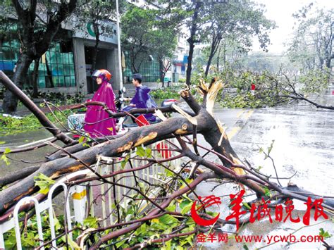 台风“彩虹”来袭茂名放鸡岛503名游客被困 游客 彩虹 记者 新浪新闻