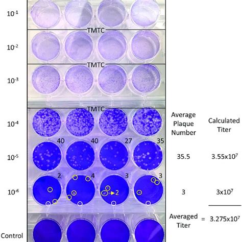 Successful Titer Determination Using Plaque Assay Method In Vero E6