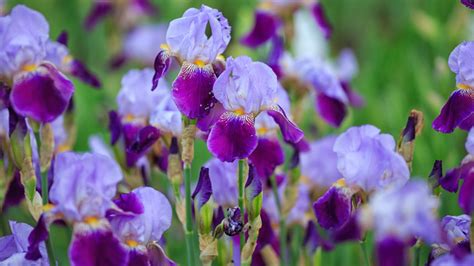 The Flowering Plant You Should Be Growing Alongside Iris Bulbs This Spring