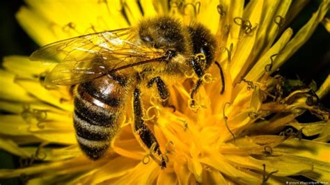 Campe O Em Biodiversidade Brasil Luta Para Salvar Abelhas V Timas De