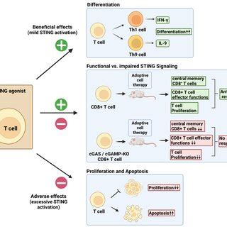 Cell Intrinsic Sting Activation Effects On T Cells Direct Stimulation