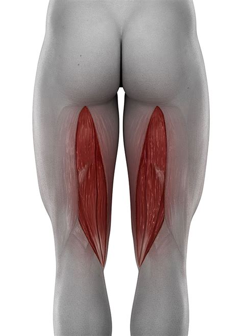 Hamstring tear, Hamstring strain: Torn Hamstring Muscle Treatment