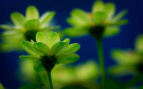 Lime Green Flower Wallpapers