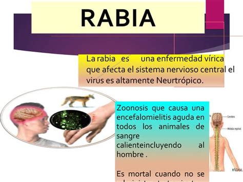 Profilaxis antirrabica humana Dr Alfredo Rodríguez Cuadrado PPT