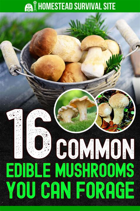 16 Common Edible Mushrooms You Can Forage