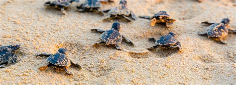 Liberación de tortugas en Puerto Vallarta una aven Blog