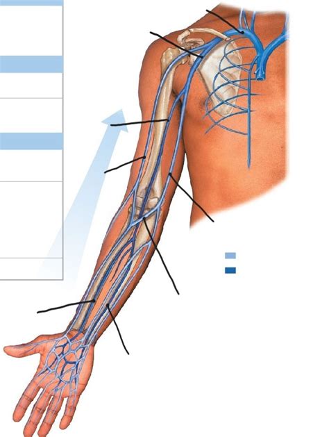 Arm Veins Diagram Quizlet