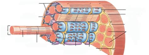 Skeletal Muscles Diagram Quizlet