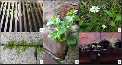 Examples of plants colonising the five urban ecological niches typical ...