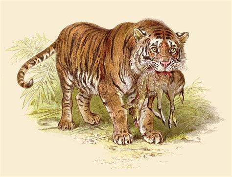 130+ Bengal Tiger Hunting Panthera Tigris Tigris Drawing Stock Photos ...