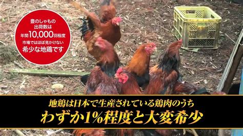 大分地鶏「豊のしゃも」のpr動画です！ Youtube