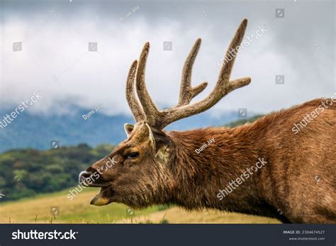 3,377 Sambar Deer Male Images, Stock Photos, 3D objects, & Vectors ...