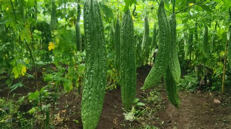 Ampalaya Harvest And Talong Update Youtube