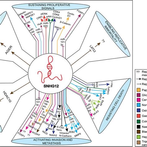 Schematic Representation Of Various Molecules And Pathways Targeted By