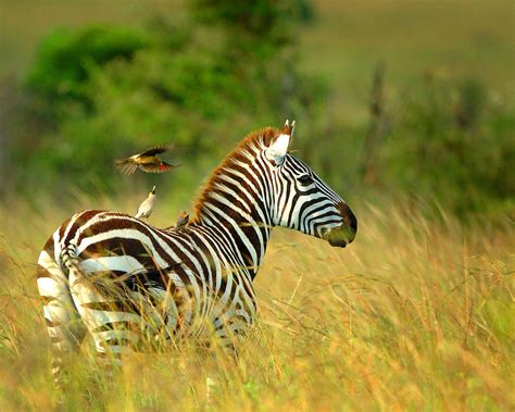 Wildlife Safaris In Tanzania Expert Africa