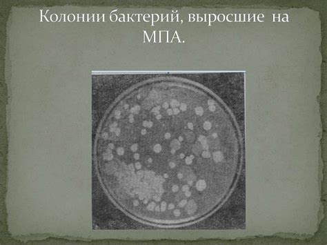 Микрофлора почвы - online presentation