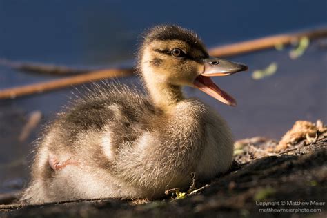 Duck Mouth Open