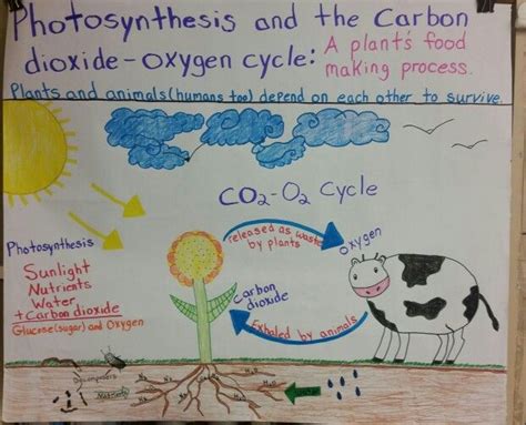 Photosynthesis And Carbon Dioxide Oxygen Cycle Anchor Chart Science