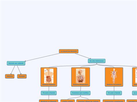 La Funci De Nutrici Mind Map