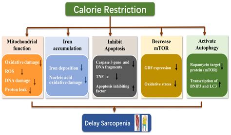 Caloric Restriction Implications For Sarcopenia And Potential