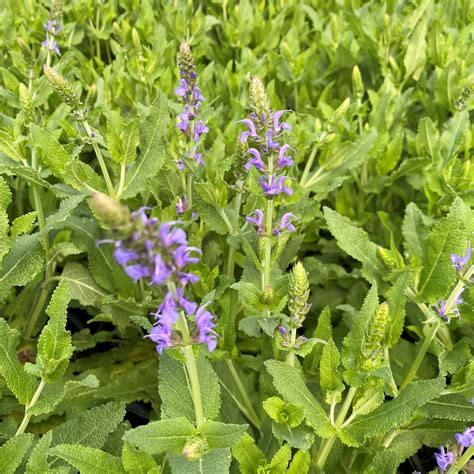 Salvia ‘blue Hill Meadow Sage Cavanos Perennials