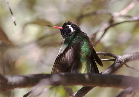 Hummingbirds in Michigan: Top 6 Species with Pictures