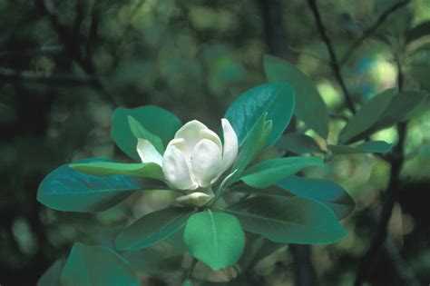 Magnolia Virginiana Sweet Bay Go Botany