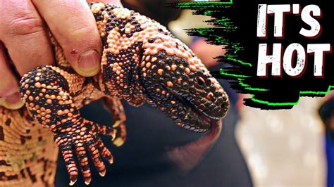 Epic Reptile Expo Tour Of Pacnwrs October 2022 Youtube