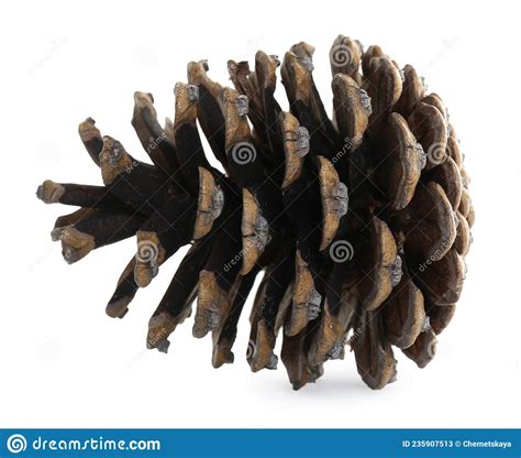 Beautiful Dry Pine Cone Isolated On White Stock Image Image Of Beauty