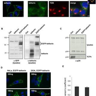 Cellular Distribution Of Tetherin A Confocal Analysis Of Hela Cells