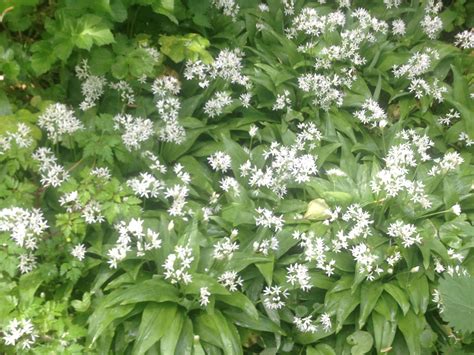 Wild garlic growing in our woodland area...very aromatic come summer