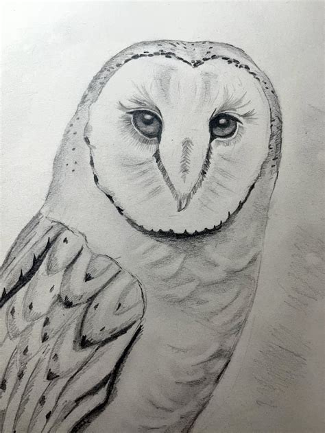 Barn Owl Drawing ArtBase