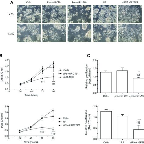 Effects Of Mir 196b Overexpression Or Igf2bp1 Silencing On Cell