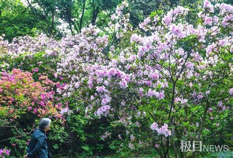 艷艷生光，水霧繚繞！武漢植物園5萬株杜鵑帶你夢遊仙境 每日頭條