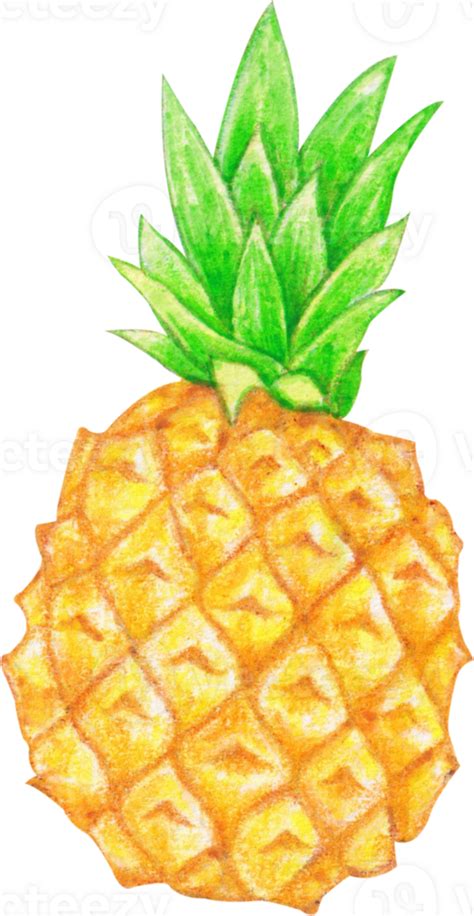 Watercolor Pineapple Fruit 23324158 Png