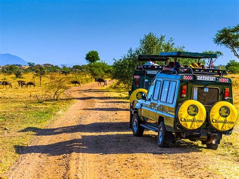 Serengeti Tage Erlebnis Reise Tansania Cham Leon